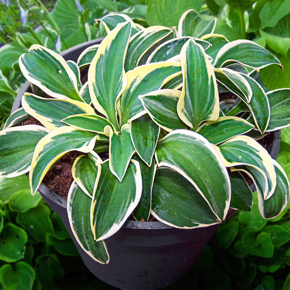 Mini Hosta Funny Mouse