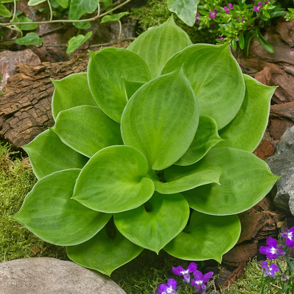 Mini Hosta Monster Ears