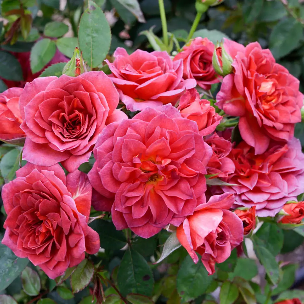 Miniature Rose Midnight Fire™