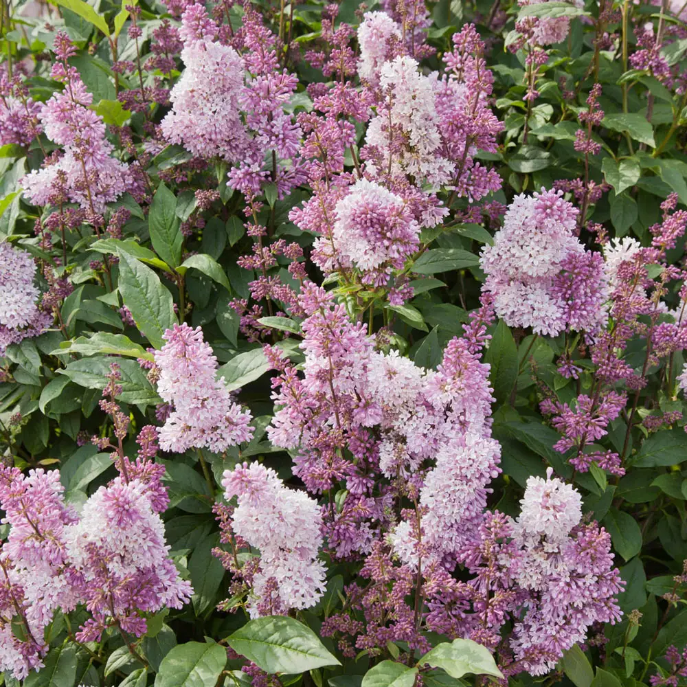 Minuet Lilac Hedge - Image 2