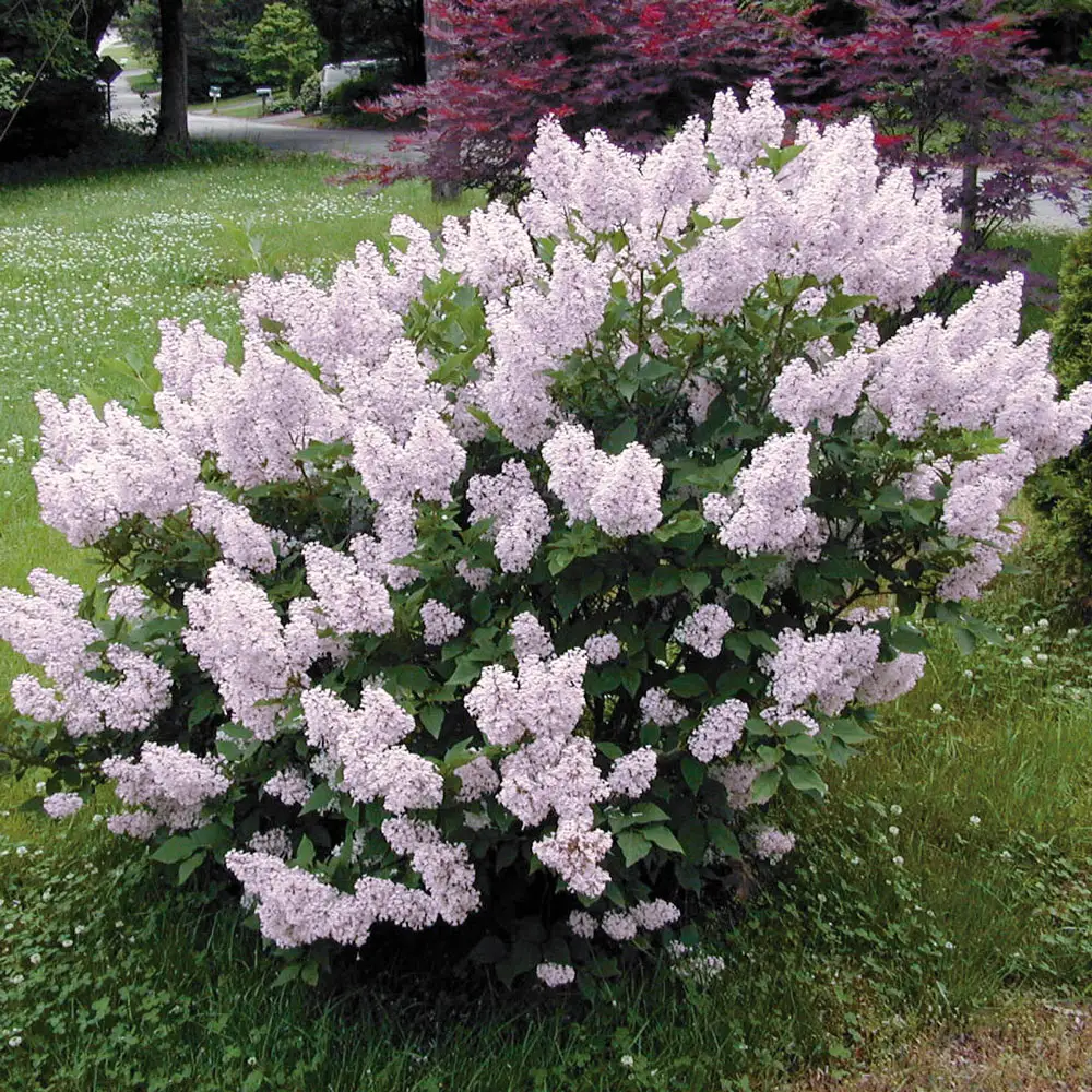 Miss Kim Jumbo Lilac Hedge - Image 2