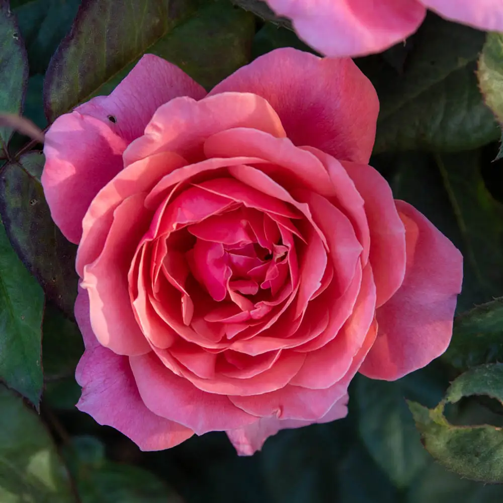 Miss Manners<sup>™</sup> Grandiflora Rose