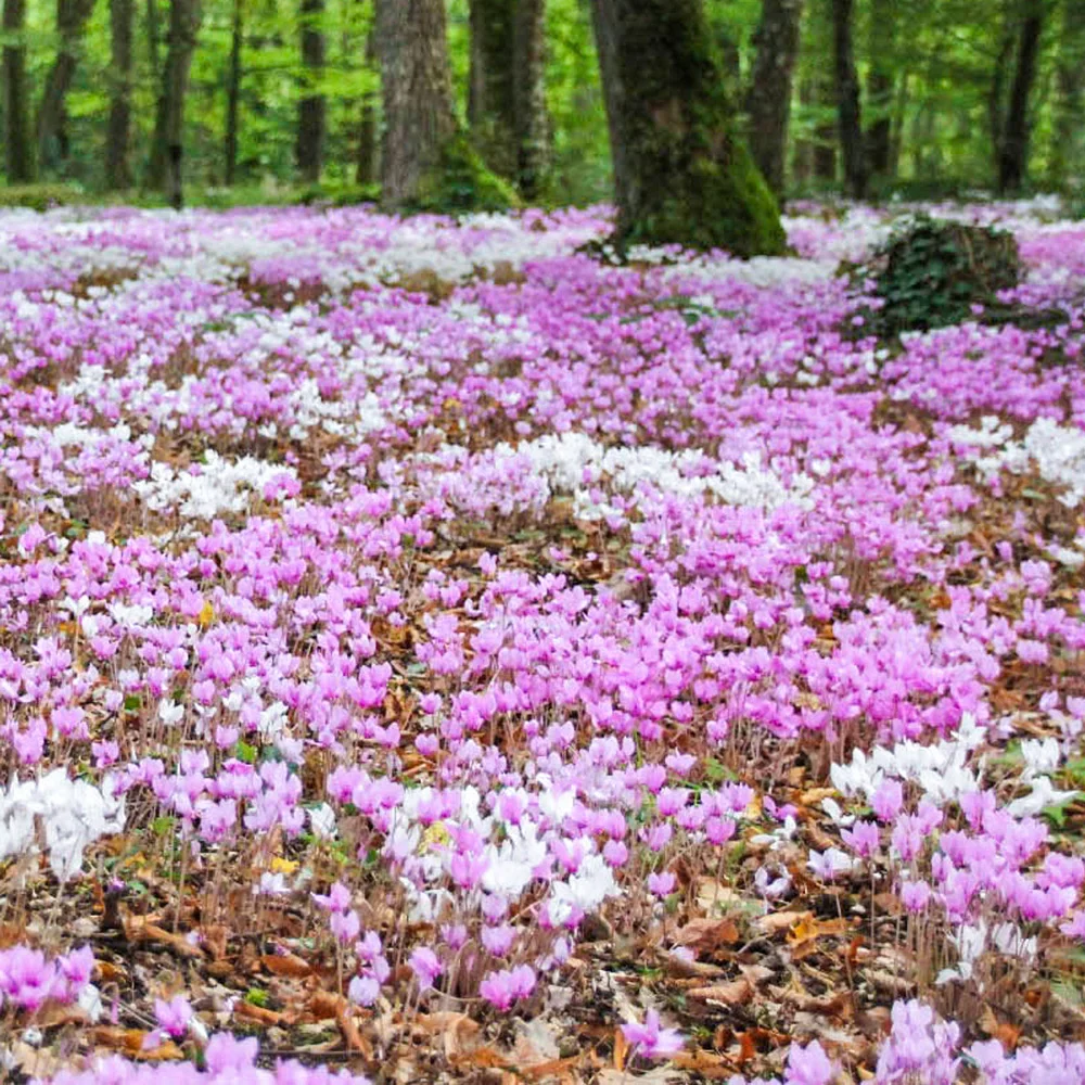 6 Months of Mixed Hardy Cyclamen Bulbs - Image 2