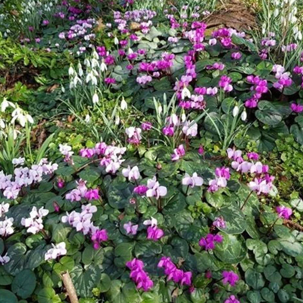 6 Months of Mixed Hardy Cyclamen Bulbs - Image 3