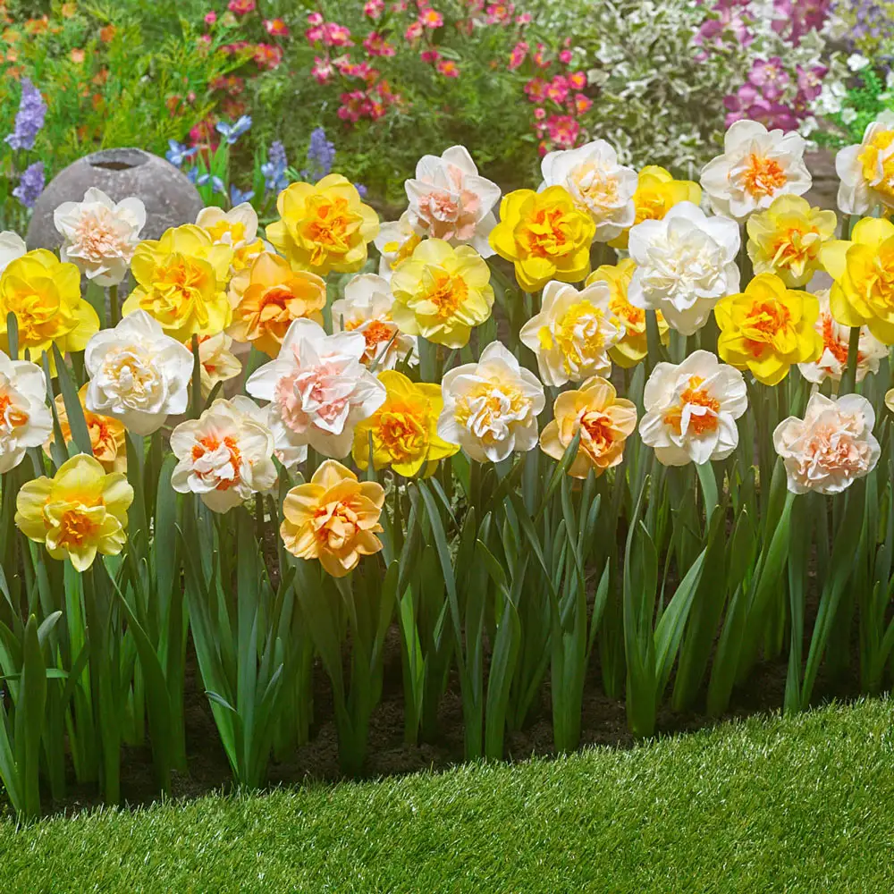 Double Daffodil Mix