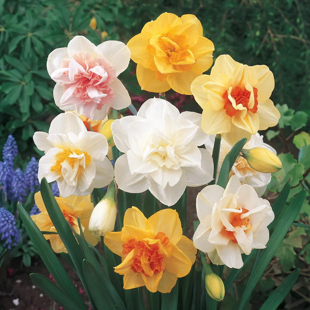 Double Daffodil Mix - Image 4