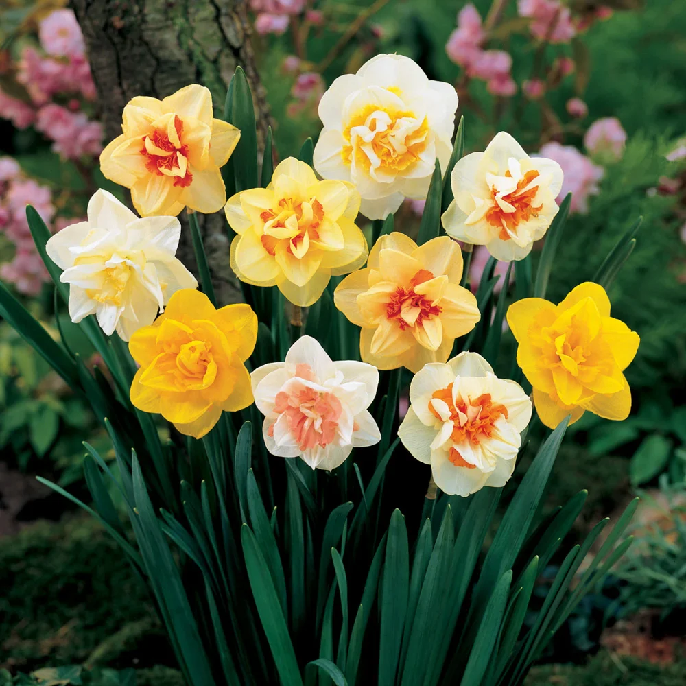 Double Daffodil Mix - Image 5