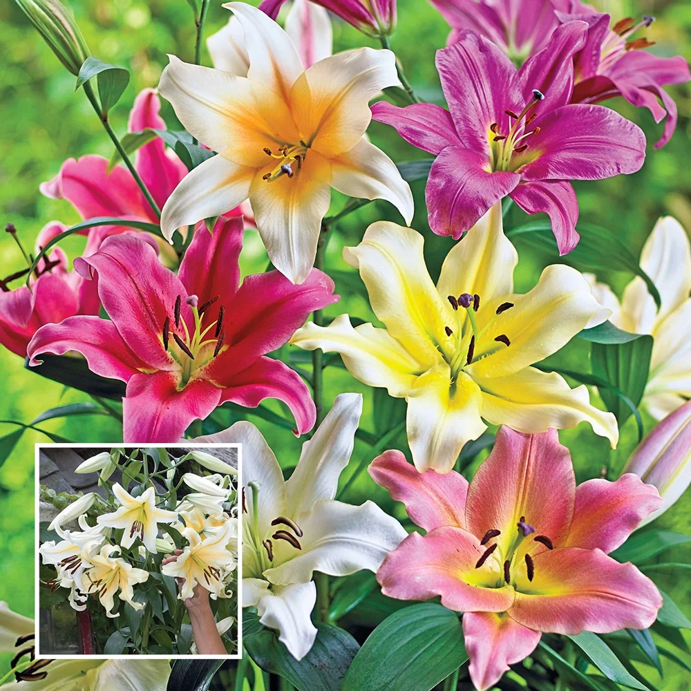 Giant Orienpet Lilies Mixed Colors
