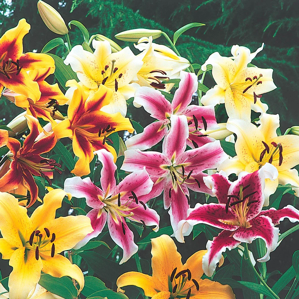 Giant Orienpet Lilies Mixed Colors - Image 2