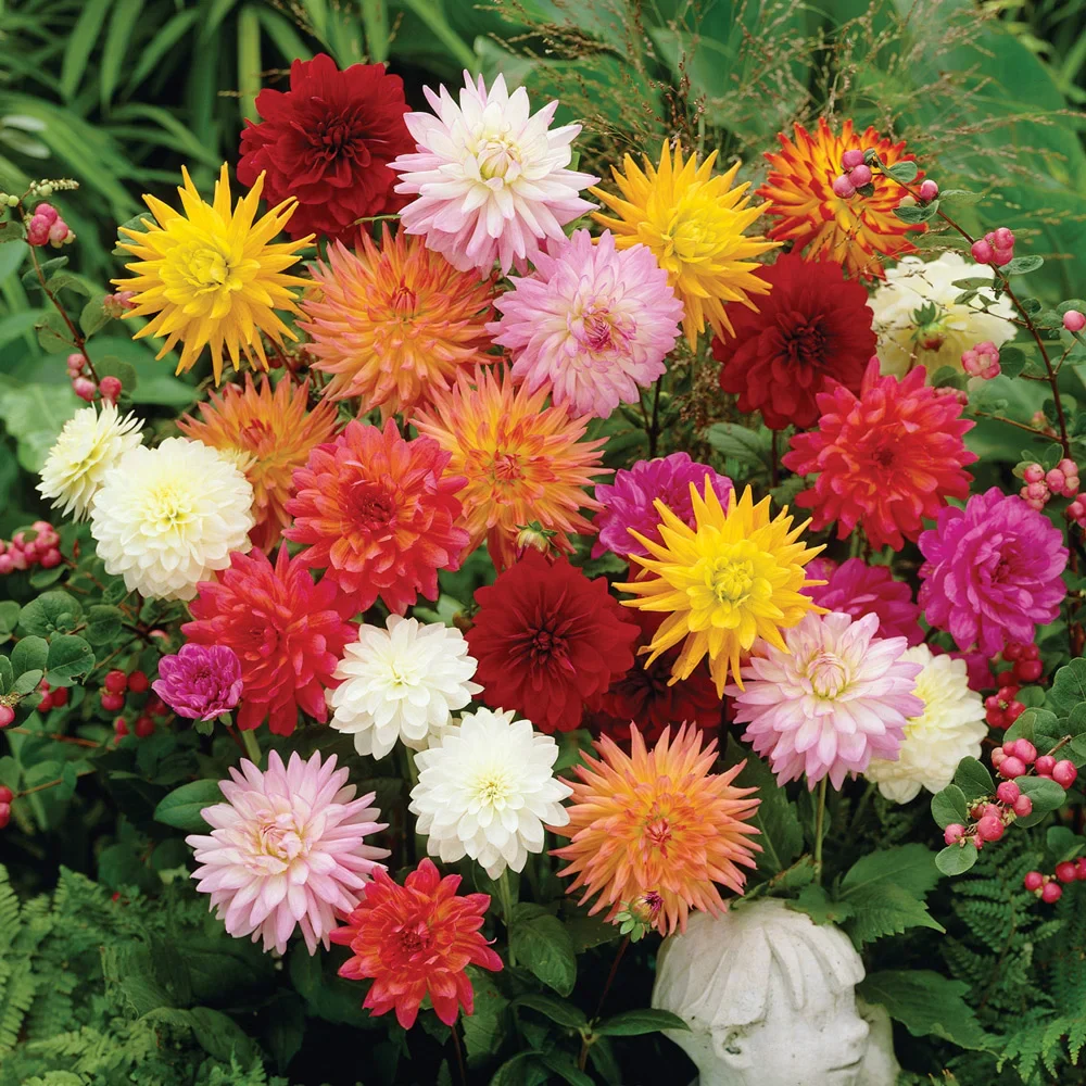Karma Dahlias® Mix