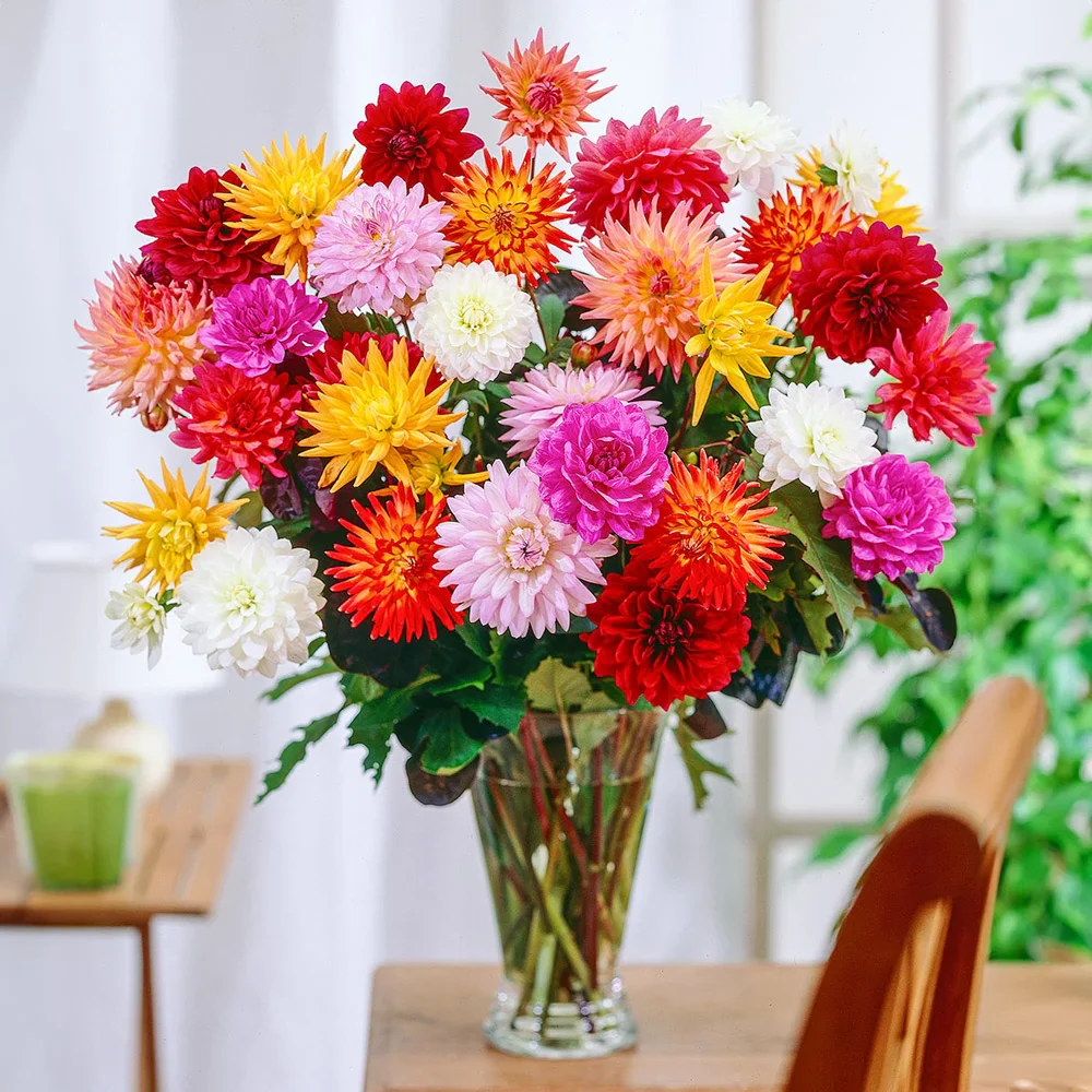 Karma Dahlias® Mix - Image 2