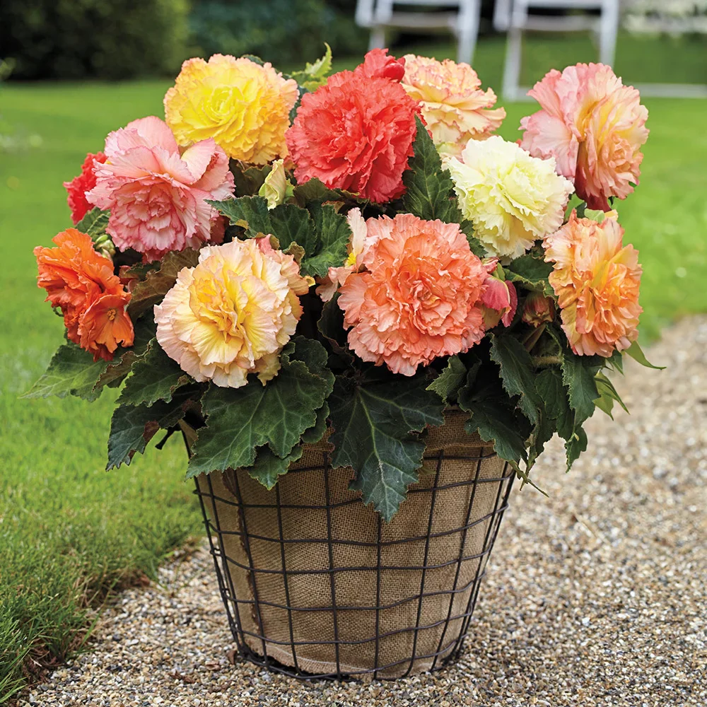 Samba Begonia Mix - Image 2