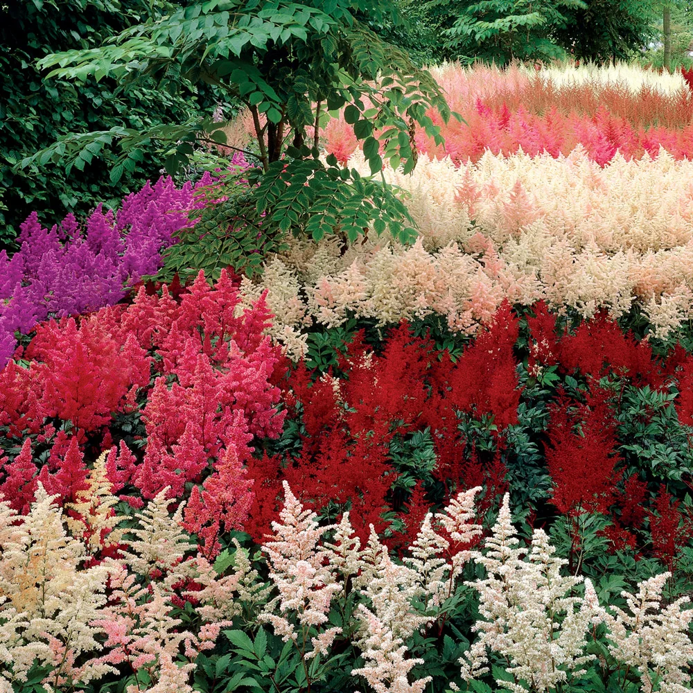 Astilbe Mixed - Image 2