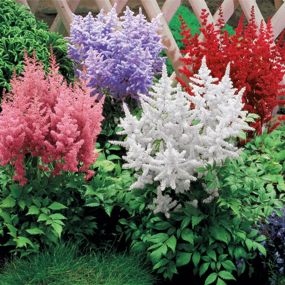 Astilbe Mixed - Image 3