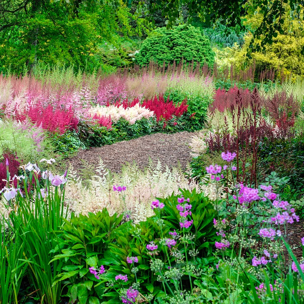 Astilbe Mixed - Image 7