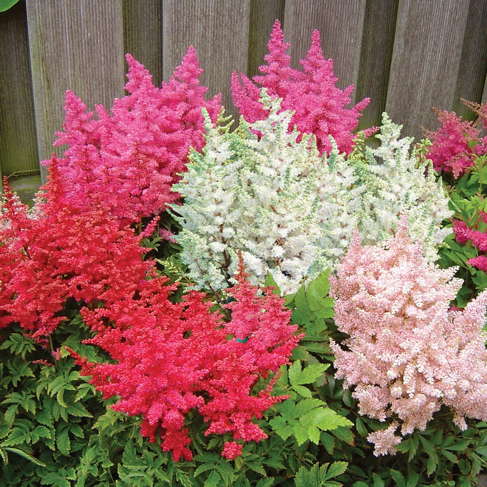 Astilbe Mixed - Image 9