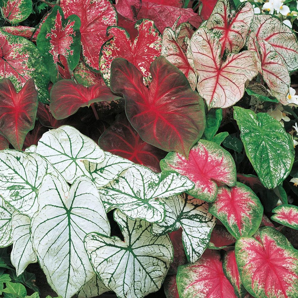 Caladium Mixed - Image 2