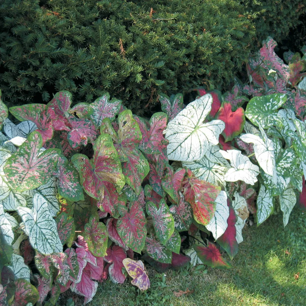 Caladium Mixed - Image 3