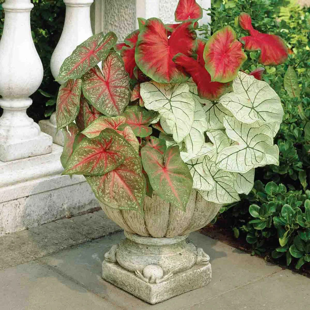 Caladium Mixed - Image 8