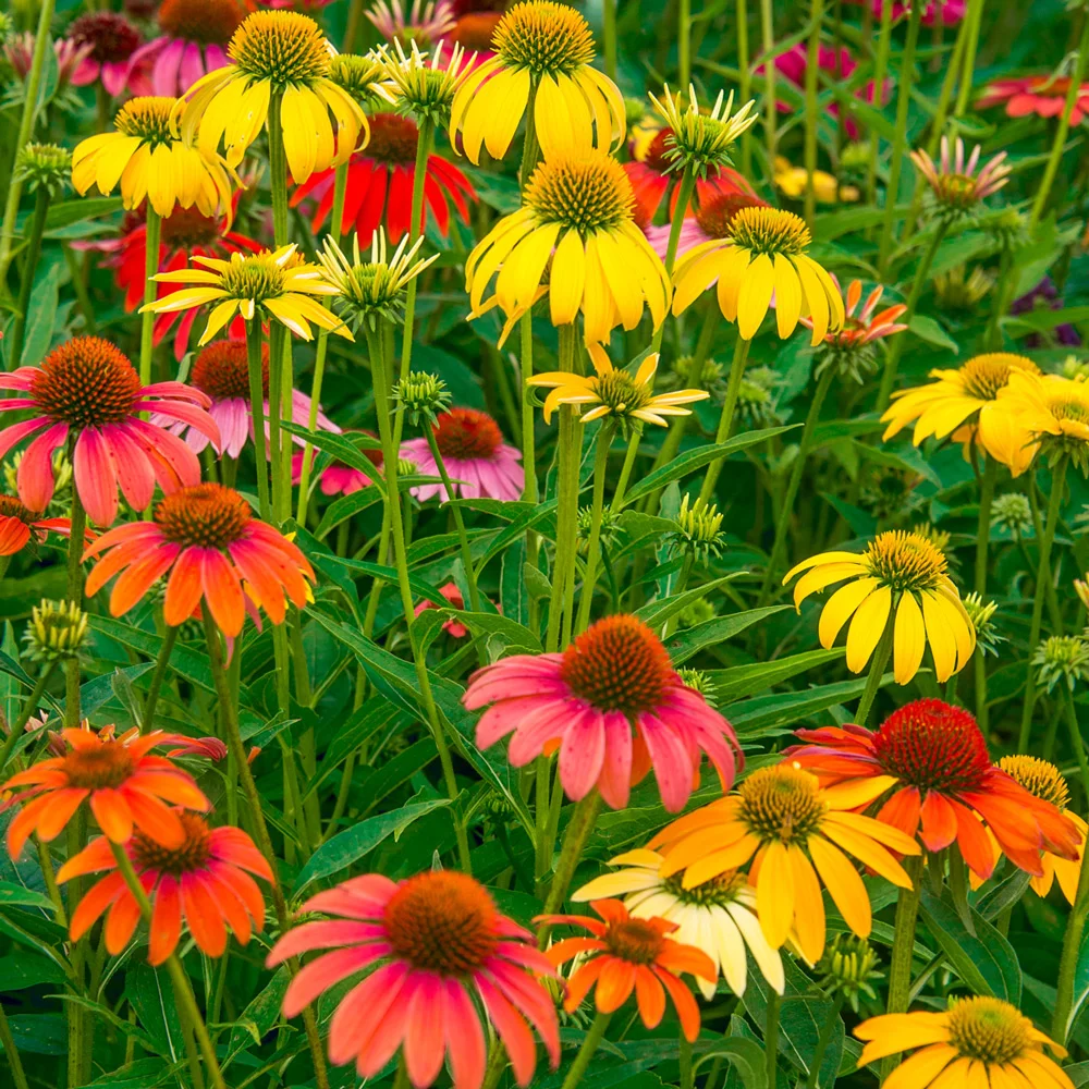 Coneflower Mix - Image 3