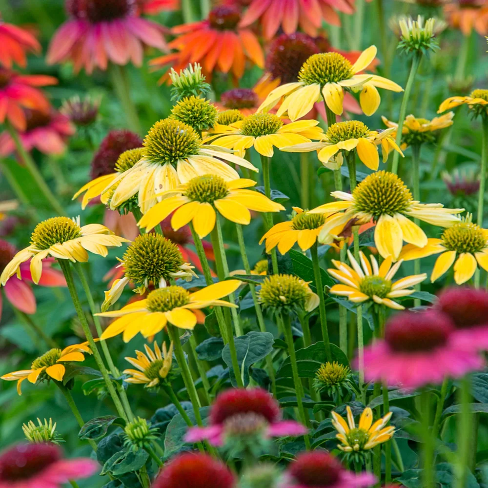 Coneflower Mix - Image 4