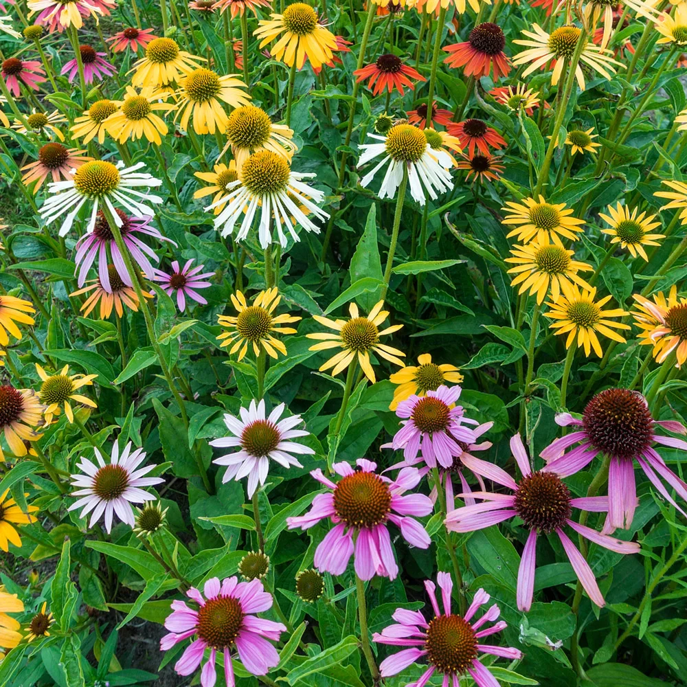 Coneflower Mix - Image 5