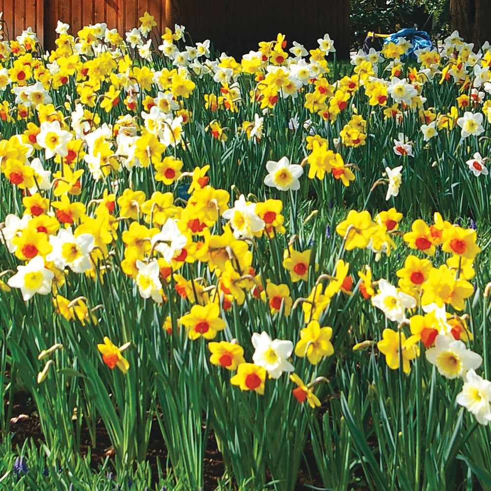 Mixed Daffodils All Colors and Kinds - Image 2