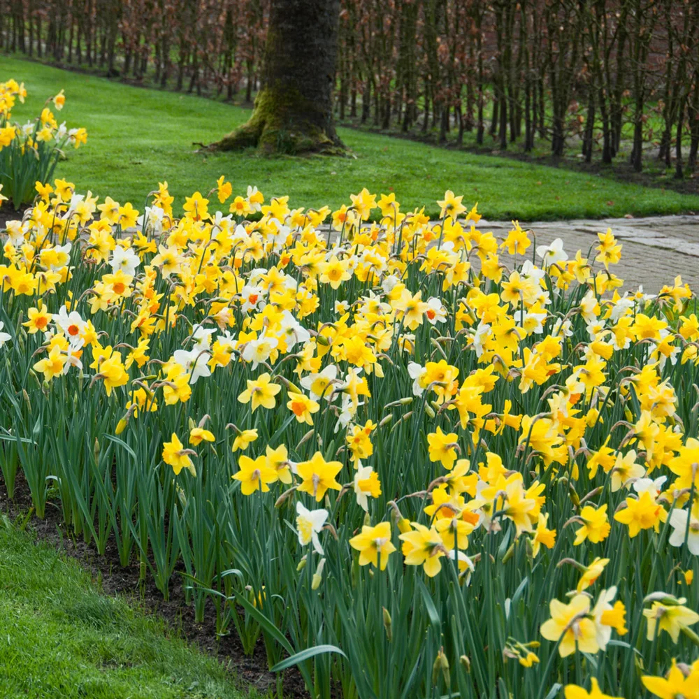 Mixed Daffodils All Colors and Kinds - Image 3