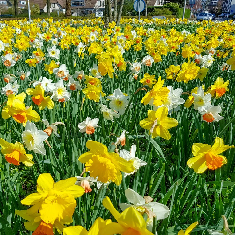 Mixed Daffodils All Colors and Kinds - Image 4