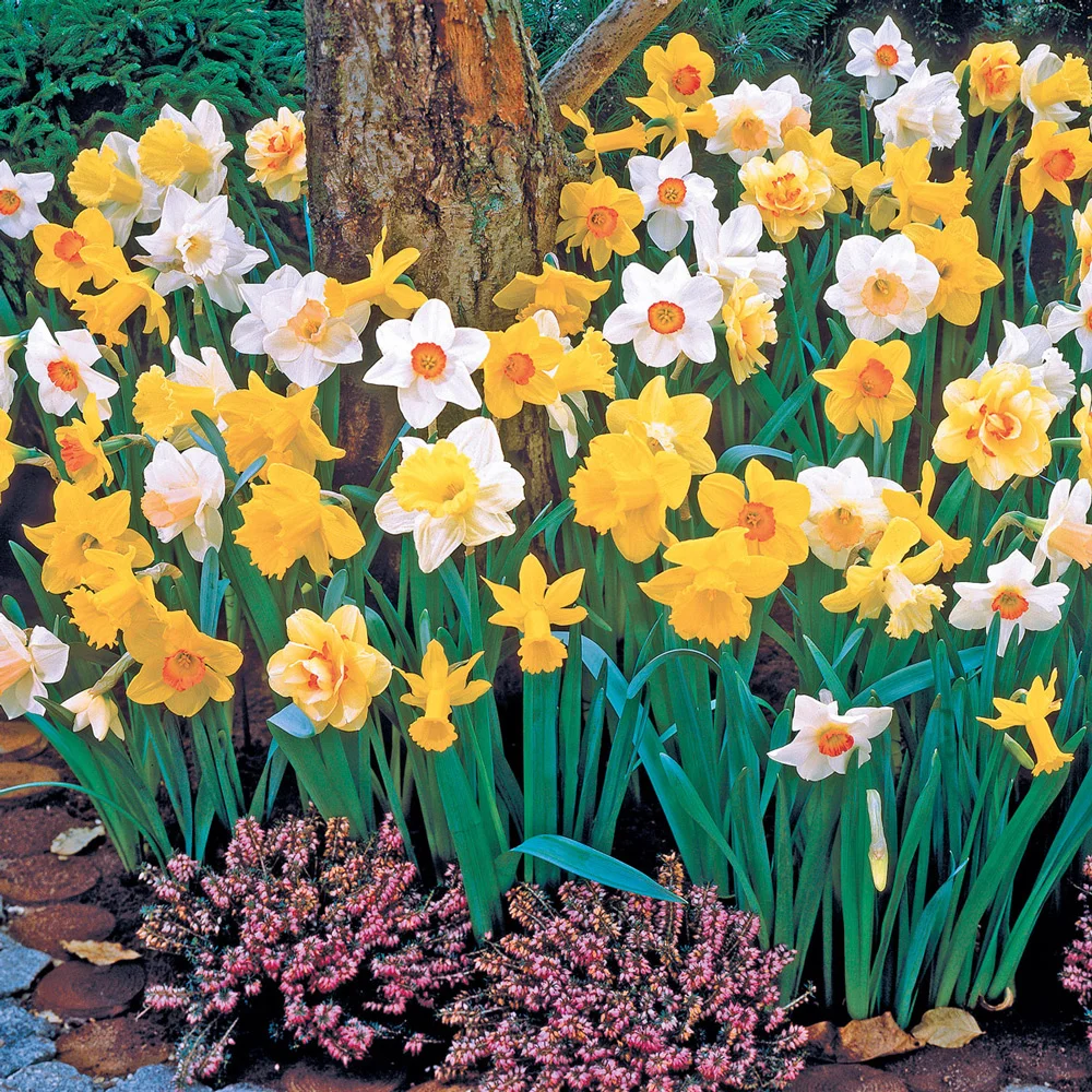 Mixed Daffodils All Colors and Kinds - Image 5