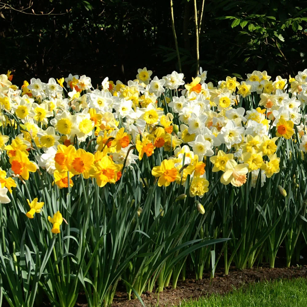 Mixed Daffodils All Colors and Kinds - Image 6