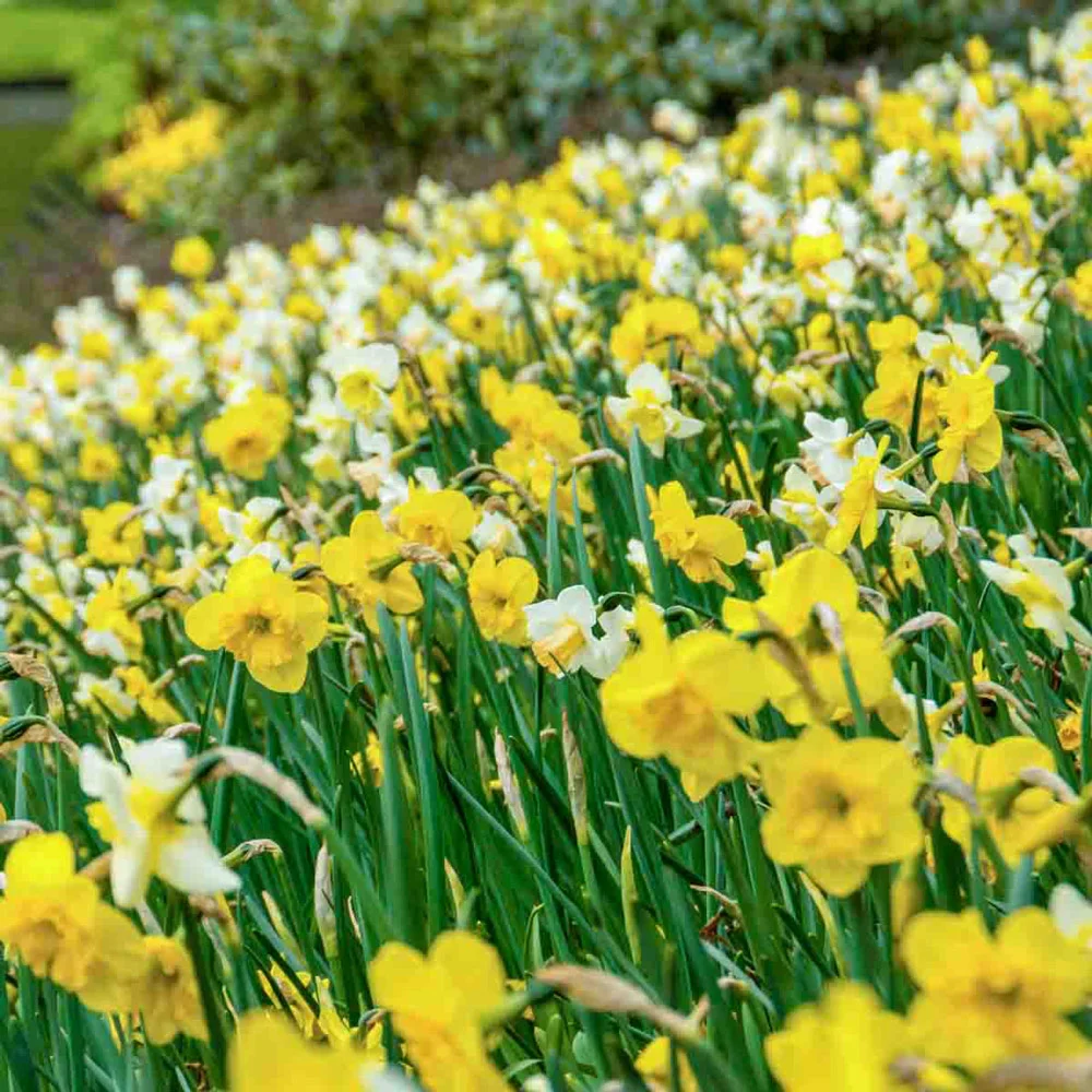 Mixed Daffodils for Naturalizing in growers bag - Image 10