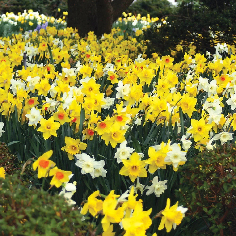 Mixed Daffodils for Naturalizing in growers bag - Image 2