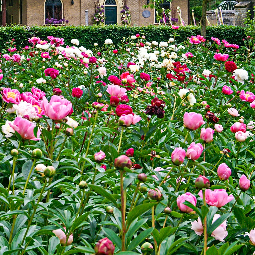 Double Peony Mixed - Image 10