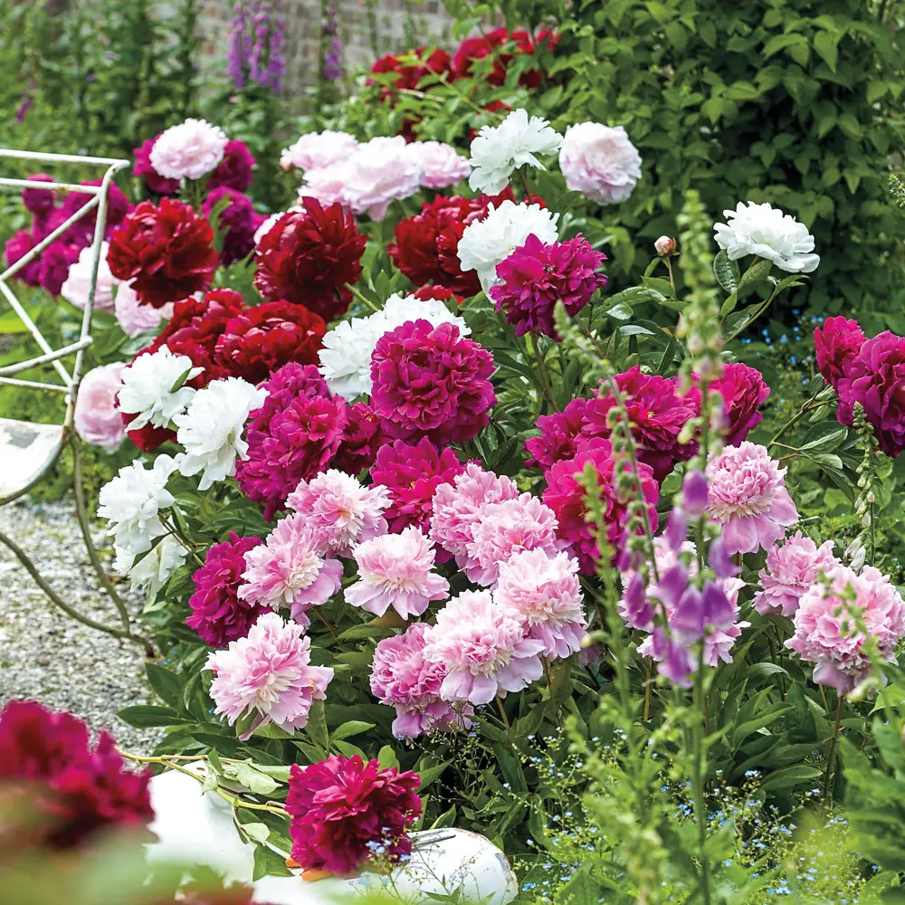 Double Peony Mixed - Image 4