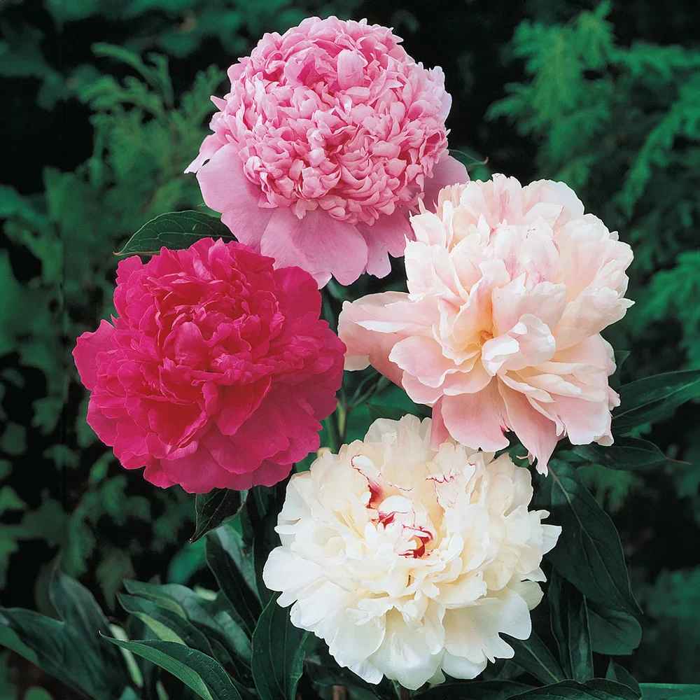 Double Peony Mixed - Image 6