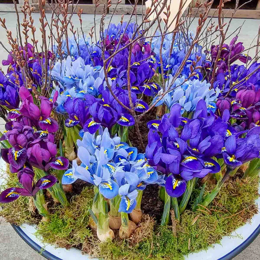 Mixed Dwarf Rock Garden Iris (reticulata)