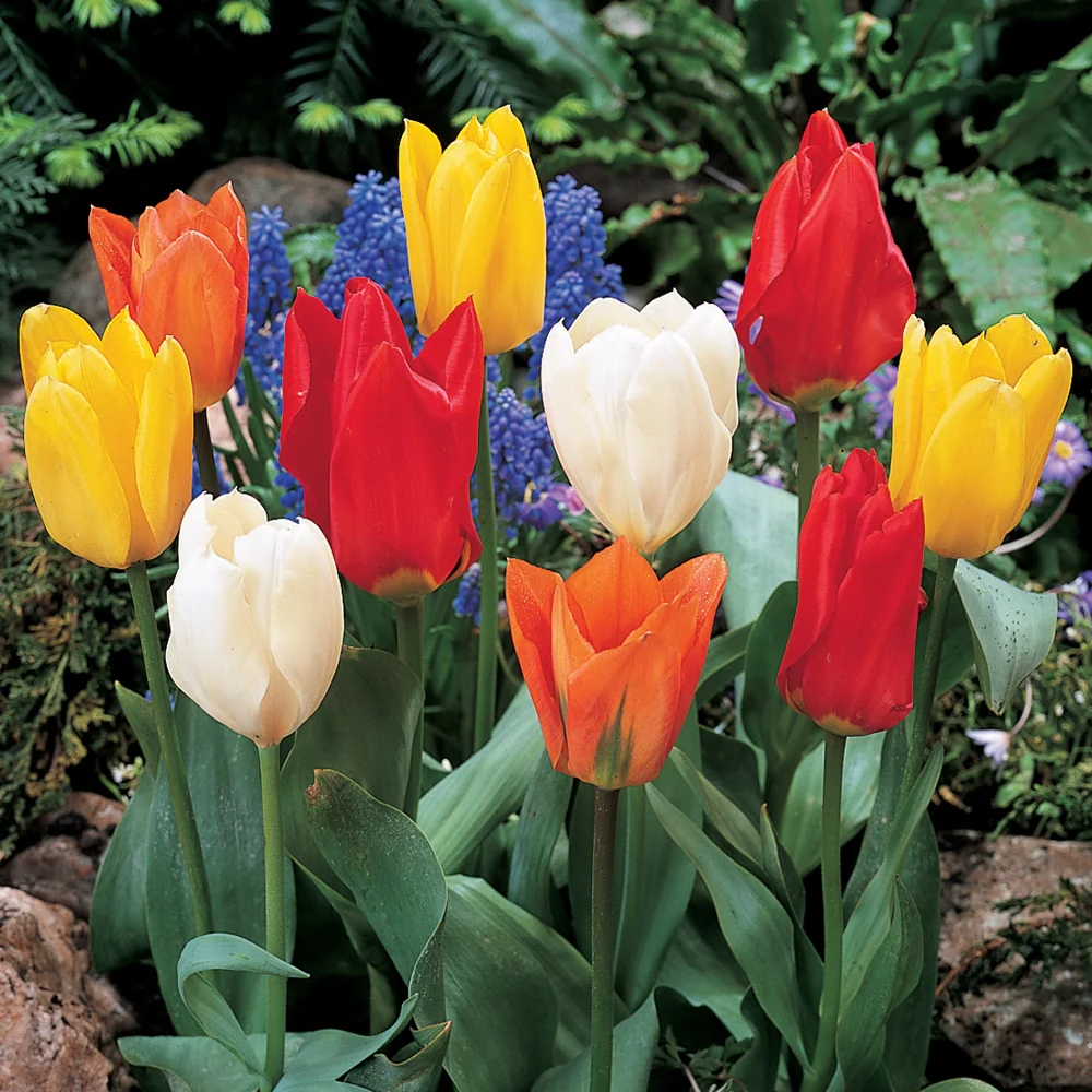 Fosteriana Tulip Mixed Early Bloomers - Image 3