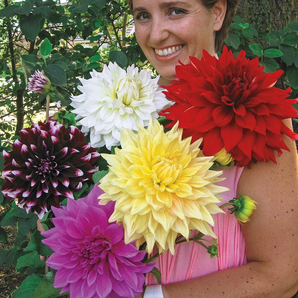 Giant Dinnerplate Dahlia Mix