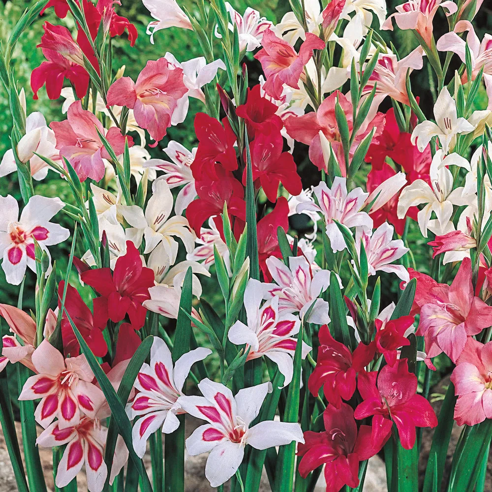 Mixed Hardy Glads (Gladiolus Nanus)