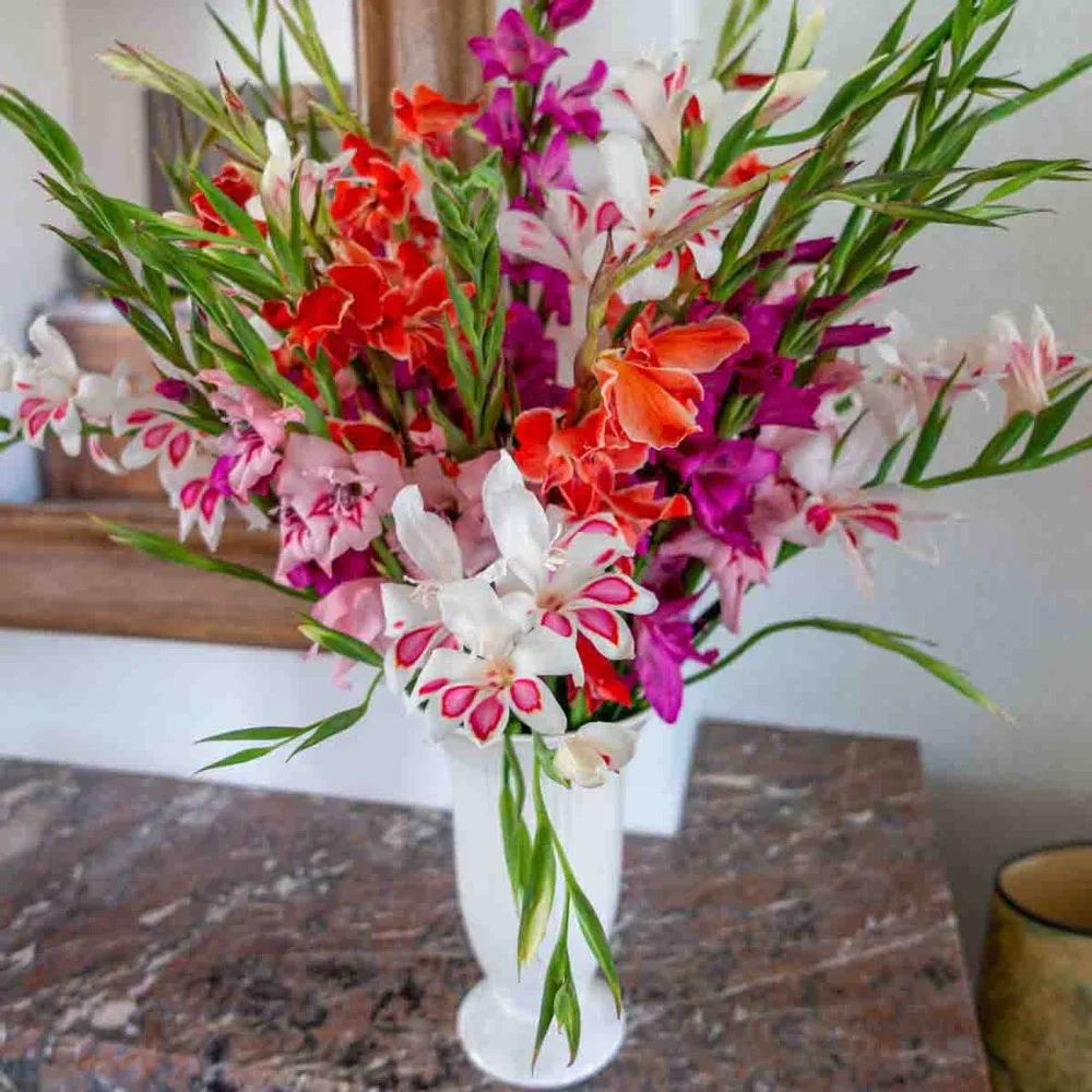 Mixed Hardy Glads (Gladiolus Nanus) - Image 4