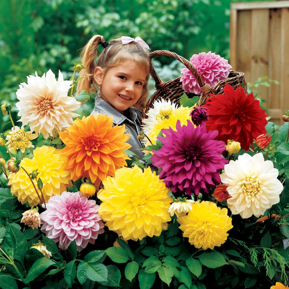 Large Decorative Dahlia Mixed