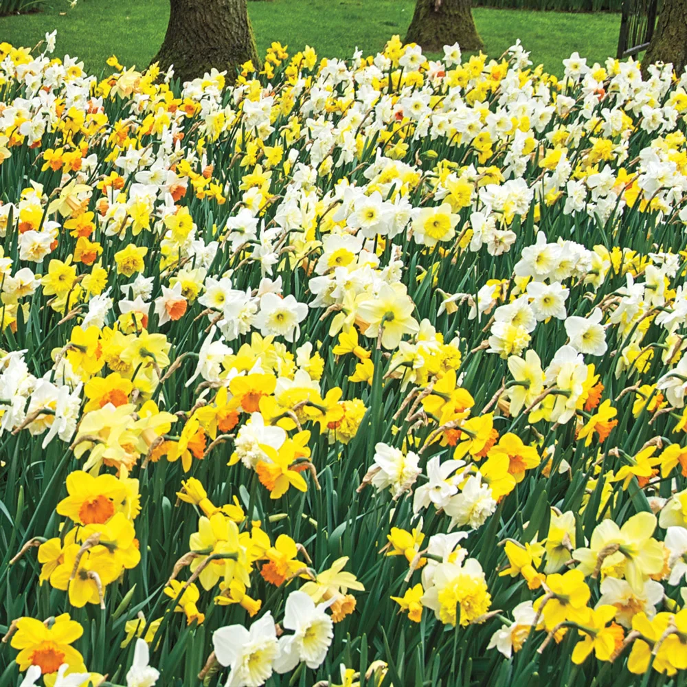 Daffodil Mixed - Image 3