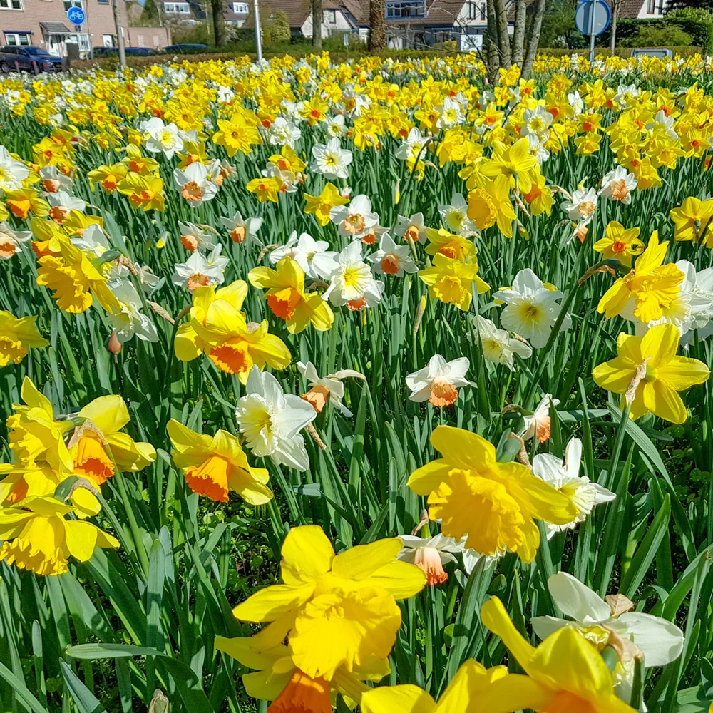 Daffodil Mixed - Image 4
