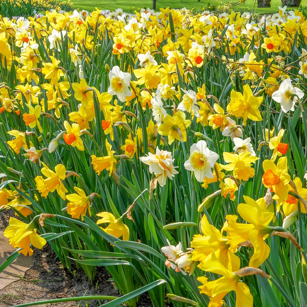 Daffodil Mixed - Image 5