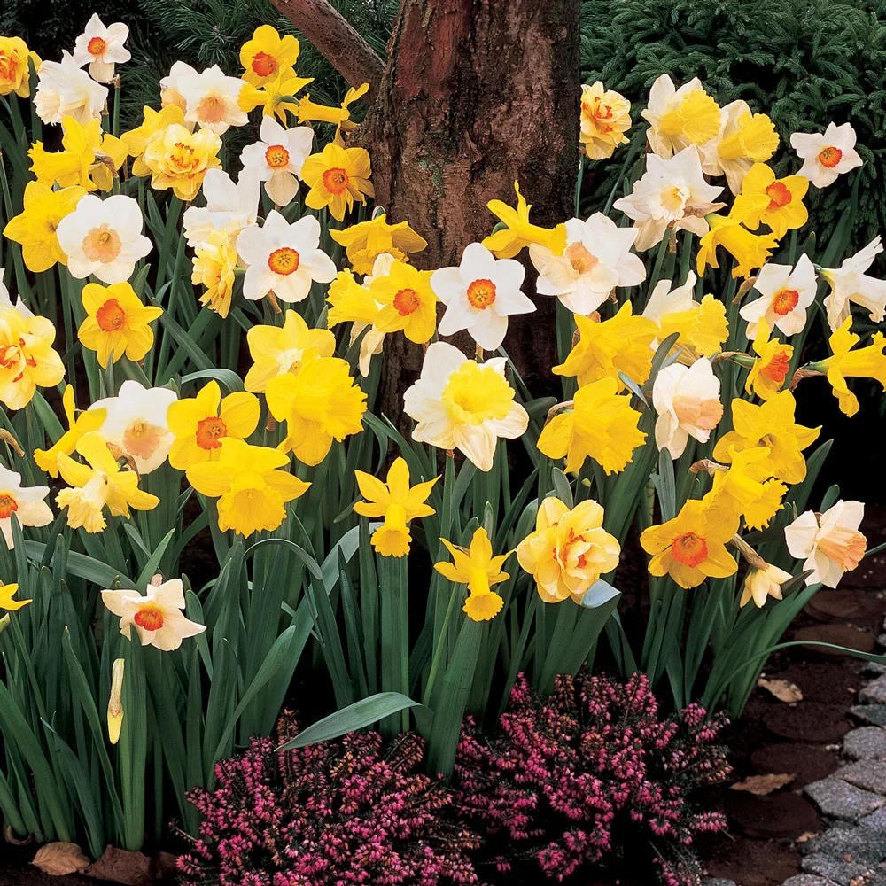 Daffodil Mixed - Image 7