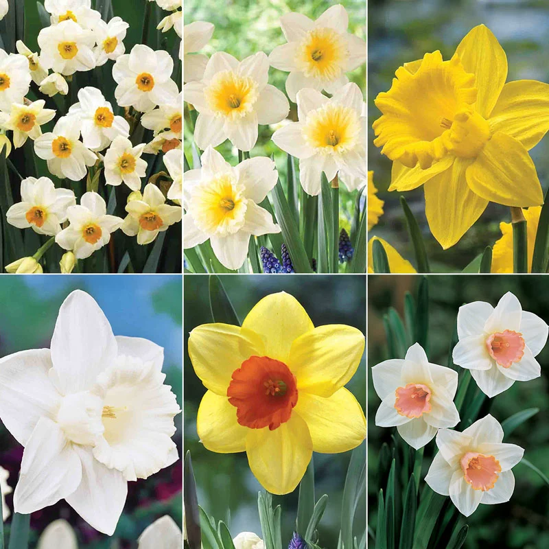 Most Popular Daffodil Collection