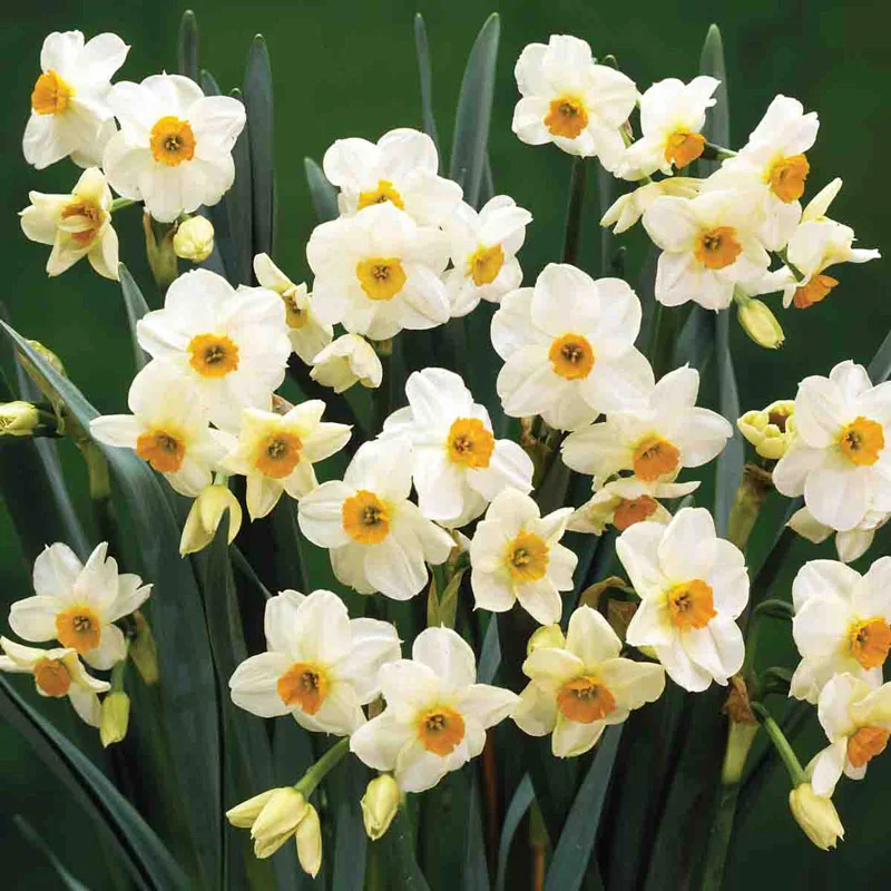 Most Popular Daffodil Collection - Image 2