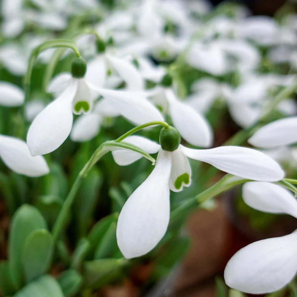 Mount Everest Giant Snowdrop - Image 2