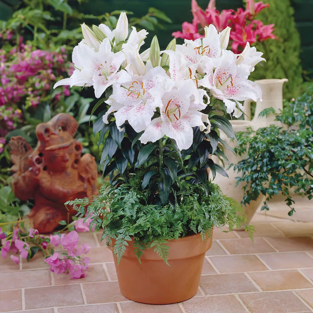 Oriental Dwarf Lily Muscadet - Image 2
